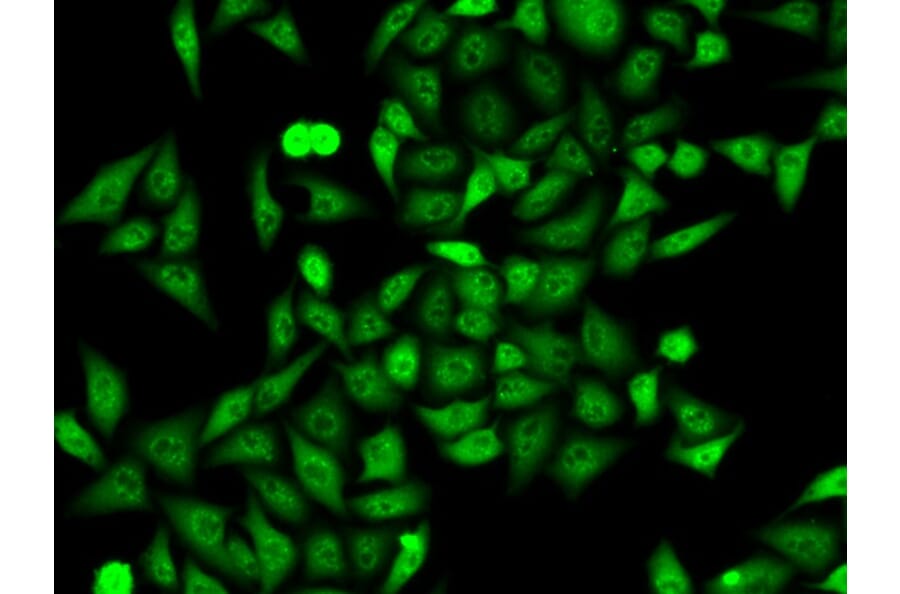 Immunofluorescence - ANXA6 Antibody from Signalway Antibody (32824) - Antibodies.com