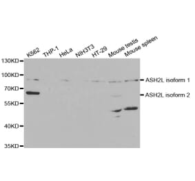 Western blot - ASH2L Antibody from Signalway Antibody (32826) - Antibodies.com
