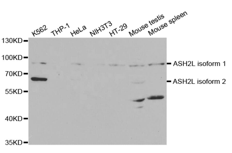 Western blot - ASH2L Antibody from Signalway Antibody (32826) - Antibodies.com