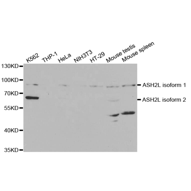 Western blot - ASH2L Antibody from Signalway Antibody (32826) - Antibodies.com