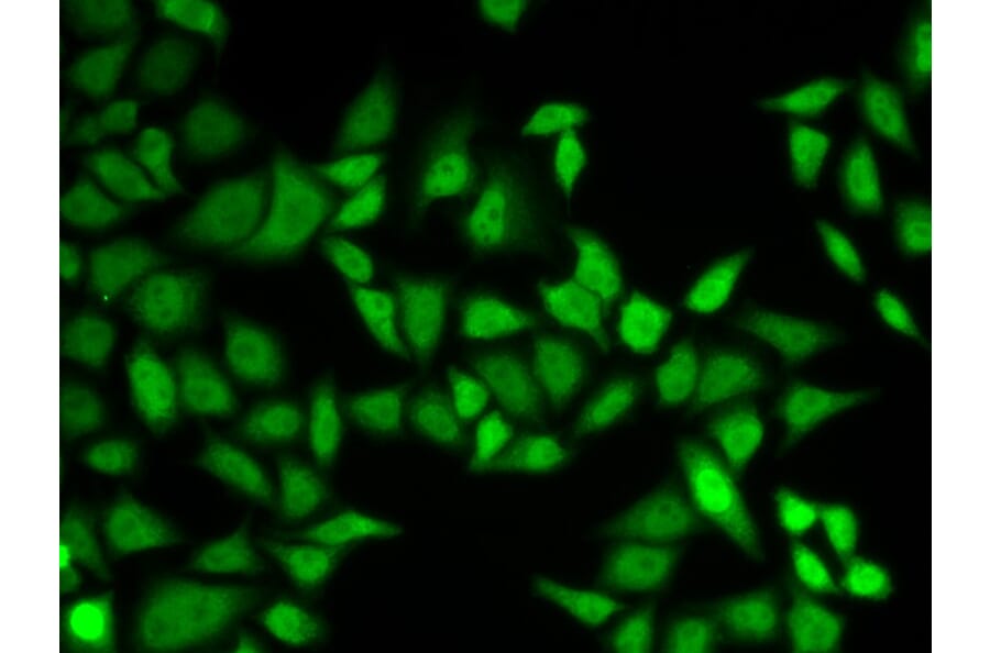 Immunofluorescence - CETN2 Antibody from Signalway Antibody (32827) - Antibodies.com
