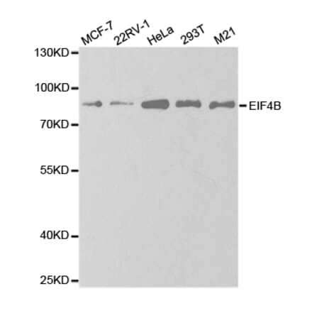 Western blot - EIF4B Antibody from Signalway Antibody (32833) - Antibodies.com