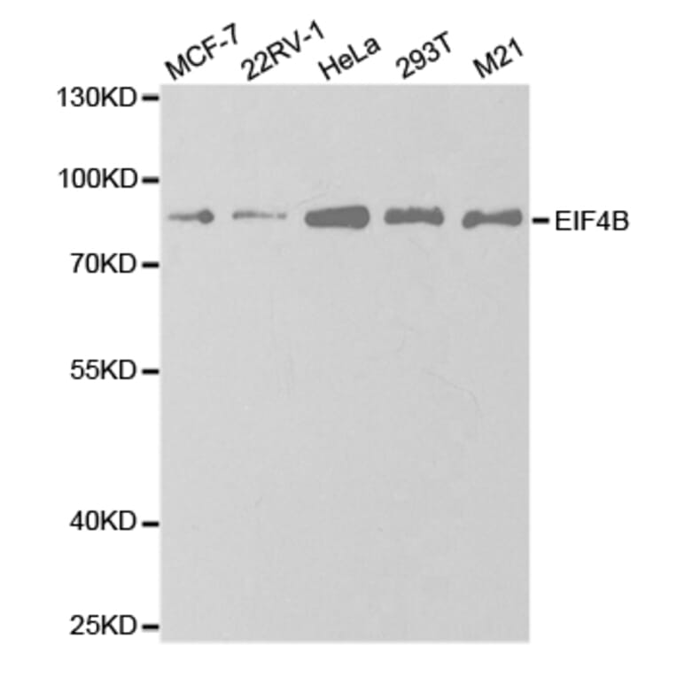 Western blot - EIF4B Antibody from Signalway Antibody (32833) - Antibodies.com
