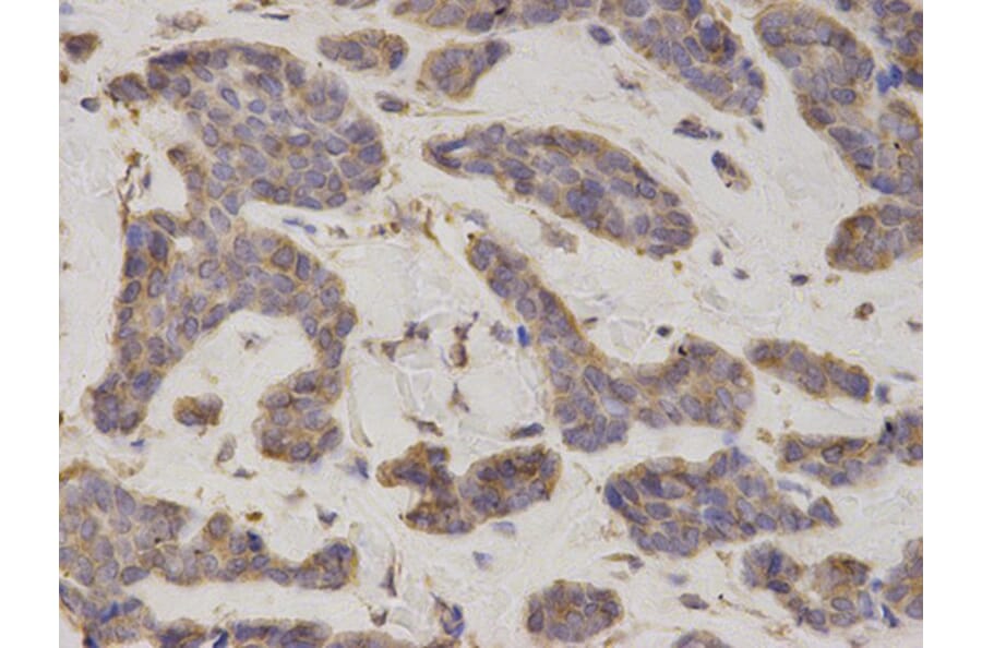 Immunohistochemistry - EIF4B Antibody from Signalway Antibody (32833) - Antibodies.com