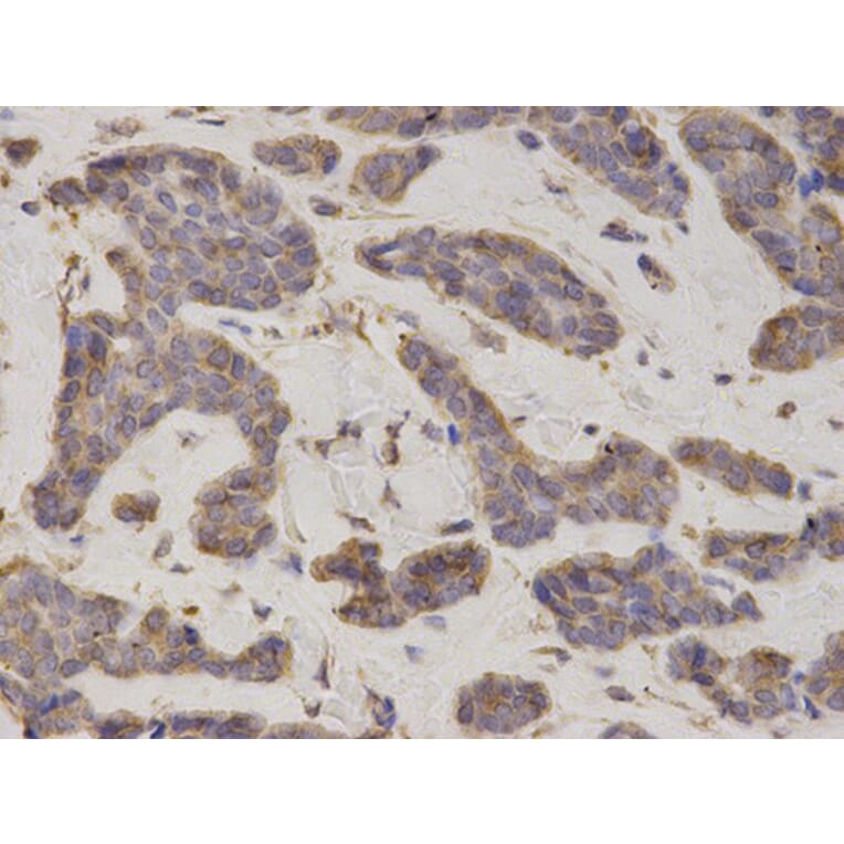 Immunohistochemistry - EIF4B Antibody from Signalway Antibody (32833) - Antibodies.com