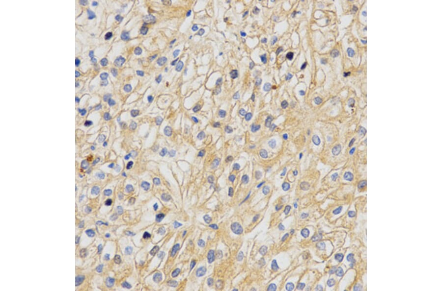 Immunohistochemistry - APLP2 Antibody from Signalway Antibody (32858) - Antibodies.com