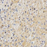 Immunohistochemistry - APLP2 Antibody from Signalway Antibody (32858) - Antibodies.com