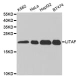 Western blot - LITAF Antibody from Signalway Antibody (32869) - Antibodies.com
