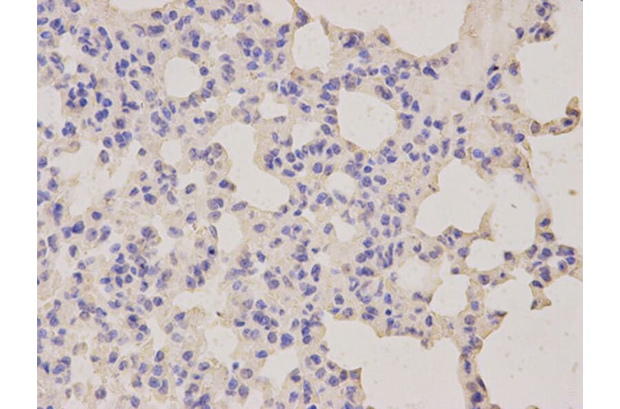 Immunohistochemistry - LITAF Antibody from Signalway Antibody (32869) - Antibodies.com