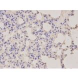 Immunohistochemistry - LITAF Antibody from Signalway Antibody (32869) - Antibodies.com