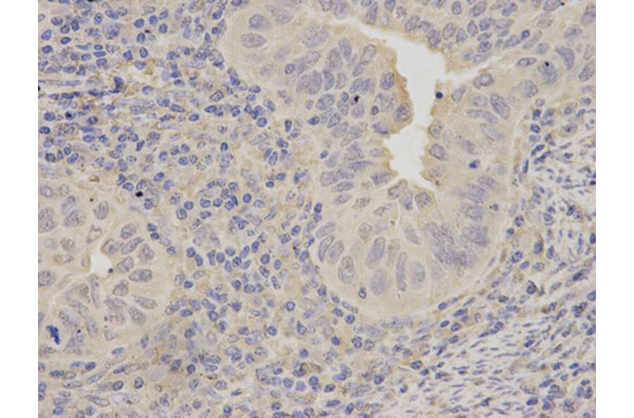 Immunohistochemistry - LITAF Antibody from Signalway Antibody (32869) - Antibodies.com