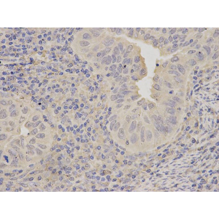 Immunohistochemistry - LITAF Antibody from Signalway Antibody (32869) - Antibodies.com