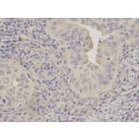 Immunohistochemistry - LITAF Antibody from Signalway Antibody (32869) - Antibodies.com