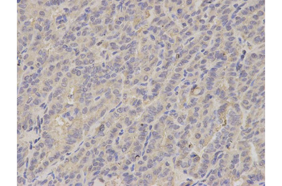 Immunohistochemistry - LITAF Antibody from Signalway Antibody (32869) - Antibodies.com
