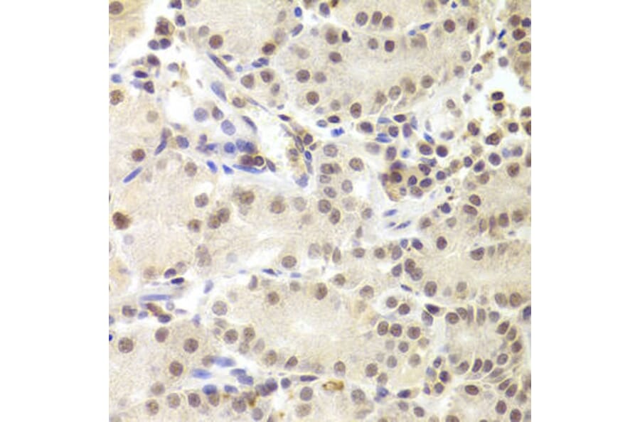 Immunohistochemistry - PRPF3 Antibody from Signalway Antibody (32877) - Antibodies.com
