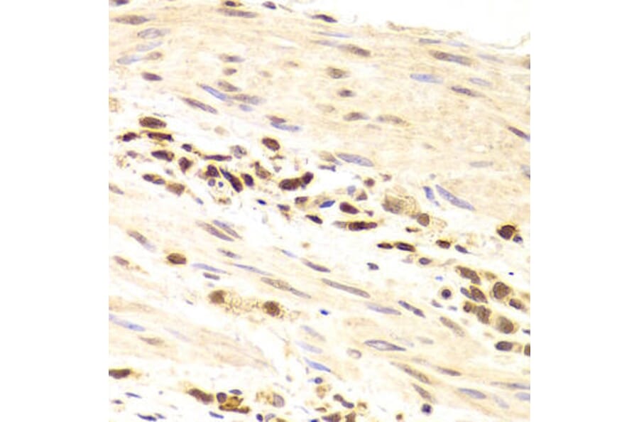 Immunohistochemistry - PRPF3 Antibody from Signalway Antibody (32877) - Antibodies.com