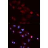 Immunofluorescence - SNRPE Antibody from Signalway Antibody (32883) - Antibodies.com