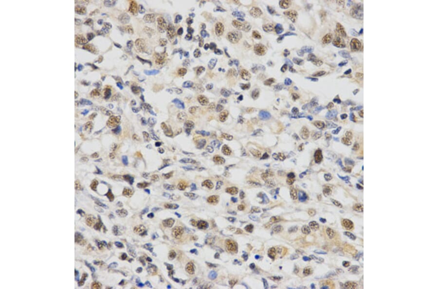 Immunohistochemistry - SNRPE Antibody from Signalway Antibody (32883) - Antibodies.com
