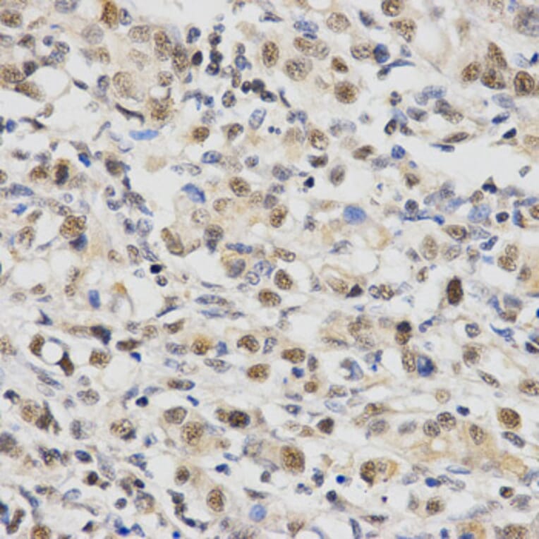 Immunohistochemistry - SNRPE Antibody from Signalway Antibody (32883) - Antibodies.com