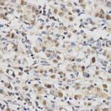 Immunohistochemistry - SNRPE Antibody from Signalway Antibody (32883) - Antibodies.com