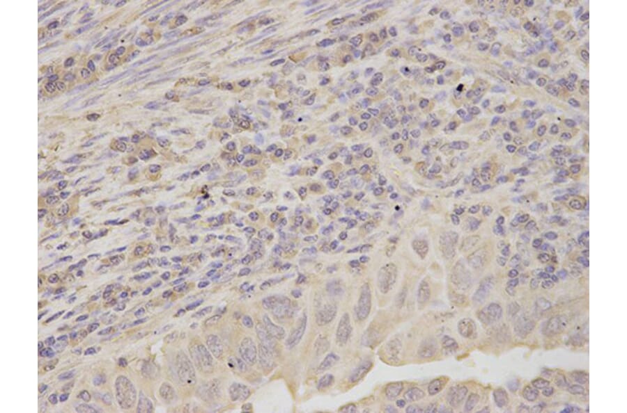 Immunohistochemistry - RPLP0 Antibody from Signalway Antibody (32908) - Antibodies.com