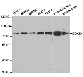 Western blot - DDX3X Antibody from Signalway Antibody (32938) - Antibodies.com