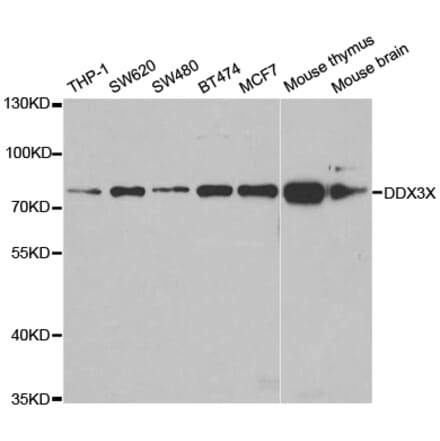 Western blot - DDX3X Antibody from Signalway Antibody (32938) - Antibodies.com