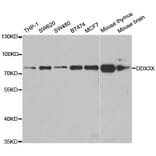 Western blot - DDX3X Antibody from Signalway Antibody (32938) - Antibodies.com