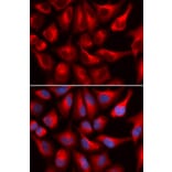 Immunofluorescence - DDX3X Antibody from Signalway Antibody (32938) - Antibodies.com