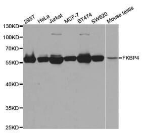 Western blot - FKBP4 Antibody from Signalway Antibody (32942) - Antibodies.com