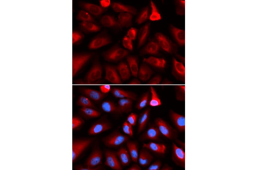 Immunofluorescence - FKBP4 Antibody from Signalway Antibody (32942) - Antibodies.com