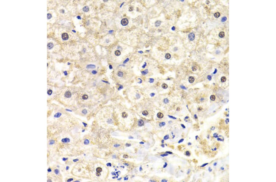 Immunohistochemistry - FKBP4 Antibody from Signalway Antibody (32942) - Antibodies.com