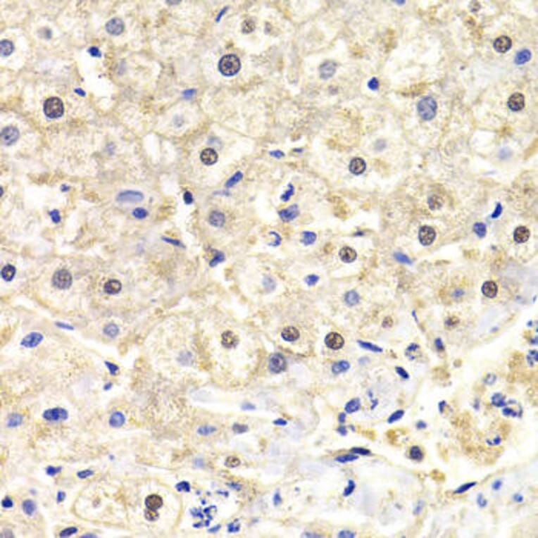 Immunohistochemistry - FKBP4 Antibody from Signalway Antibody (32942) - Antibodies.com