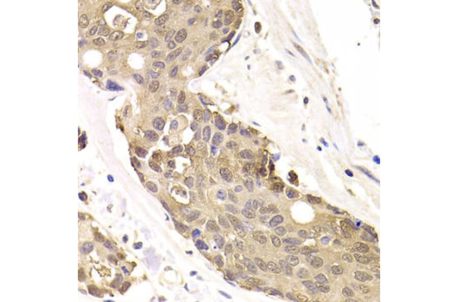 Immunohistochemistry - FKBP4 Antibody from Signalway Antibody (32942) - Antibodies.com