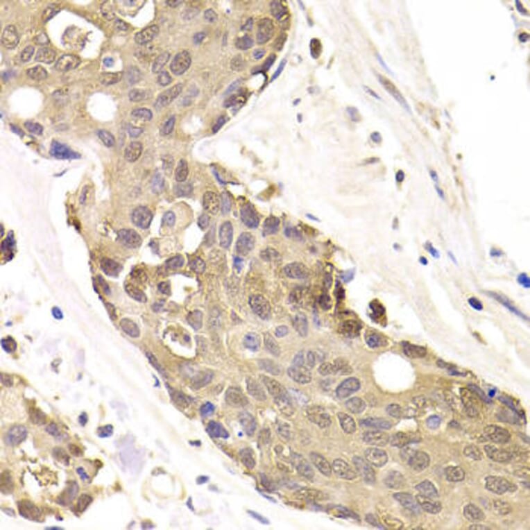 Immunohistochemistry - FKBP4 Antibody from Signalway Antibody (32942) - Antibodies.com