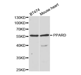 Western blot - PPARD Antibody from Signalway Antibody (32953) - Antibodies.com