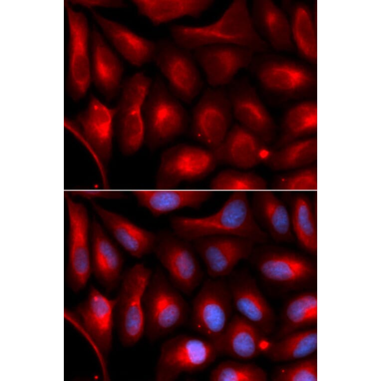 Immunofluorescence - PSMA5 Antibody from Signalway Antibody (33017) - Antibodies.com