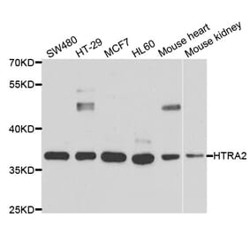 Western blot - HTRA2 Antibody from Signalway Antibody (33024) - Antibodies.com