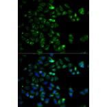Immunofluorescence - HTRA2 Antibody from Signalway Antibody (33024) - Antibodies.com