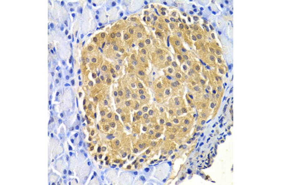 Immunohistochemistry - HTRA2 Antibody from Signalway Antibody (33024) - Antibodies.com