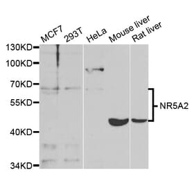 Western blot - NR5A2 Antibody from Signalway Antibody (33028) - Antibodies.com
