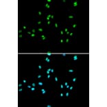 Immunofluorescence - NR5A2 Antibody from Signalway Antibody (33028) - Antibodies.com