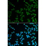 Immunofluorescence - SPIN1 Antibody from Signalway Antibody (33091) - Antibodies.com