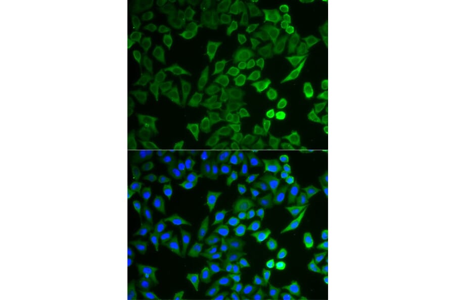 Immunofluorescence - NPRL2 Antibody from Signalway Antibody (33096) - Antibodies.com