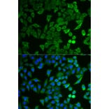 Immunofluorescence - NPRL2 Antibody from Signalway Antibody (33096) - Antibodies.com