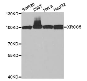 Western blot - XRCC5 Antibody from Signalway Antibody (33099) - Antibodies.com