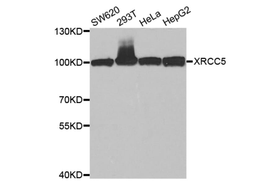 Western blot - XRCC5 Antibody from Signalway Antibody (33099) - Antibodies.com