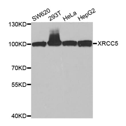 Western blot - XRCC5 Antibody from Signalway Antibody (33099) - Antibodies.com