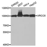 Western blot - XRCC5 Antibody from Signalway Antibody (33099) - Antibodies.com