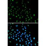 Immunofluorescence - XRCC5 Antibody from Signalway Antibody (33099) - Antibodies.com